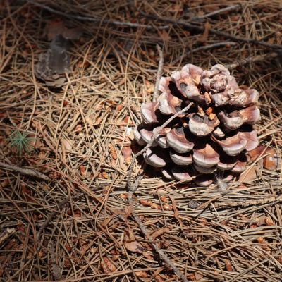 Services pineneedles 400x400