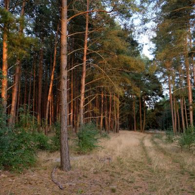 Services pinetrees 400x400